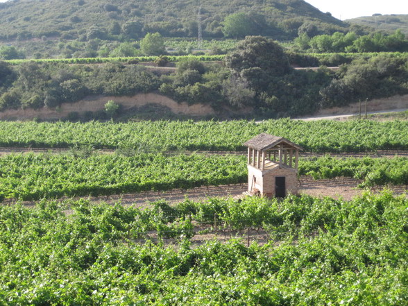 Murrieta 葡萄園