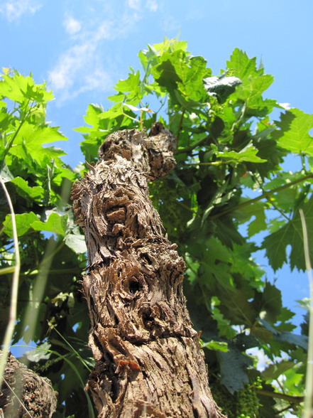 Tempranillo