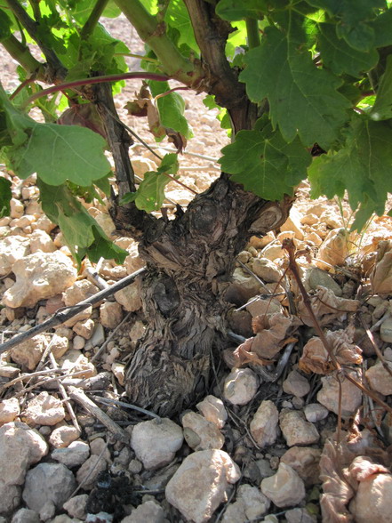 Tempranillo