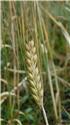 barley