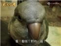 第 3 張