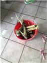 初步處理完畢