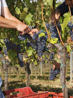 Tuscany_0620_2.jpg