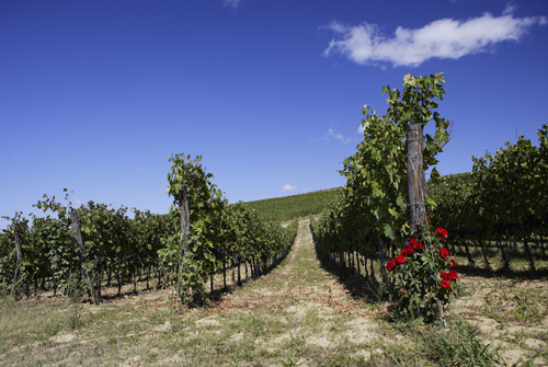 Tuscany_0620_6.jpg