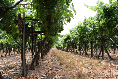 Zinfandel_0818_1.jpg