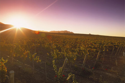 Zinfandel_0818_2.jpg
