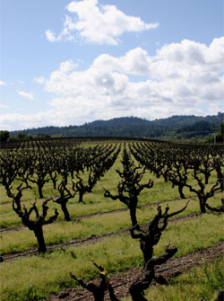 Zinfandel_0818_4.jpg