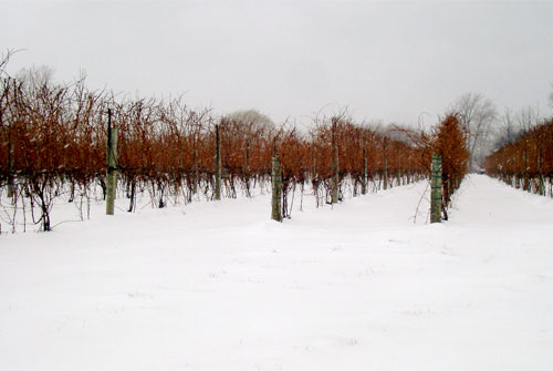 icewine_0830_1.jpg
