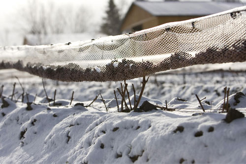 icewine_0830_11.jpg