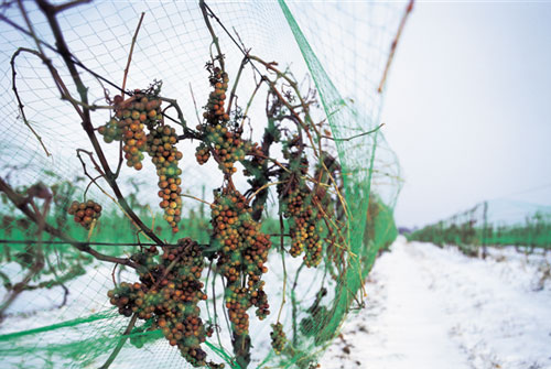 icewine_0830_2.jpg