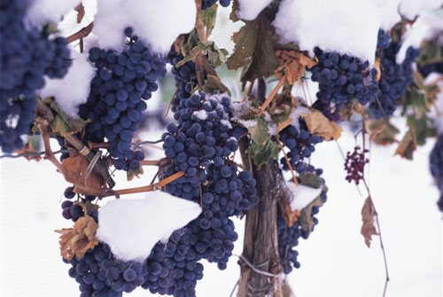 icewine_0830_3.jpg
