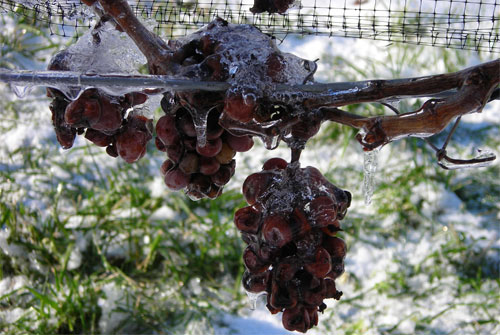 icewine_0830_4.jpg
