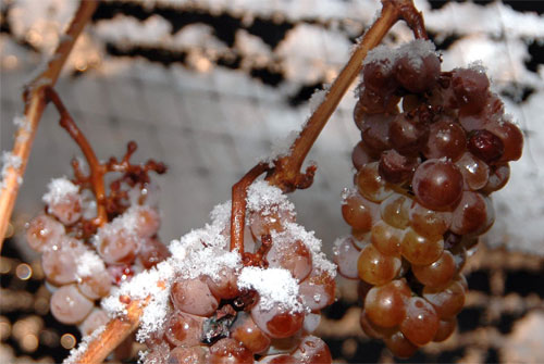 icewine_0830_5.jpg