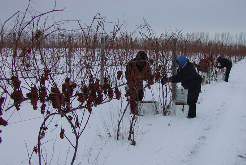 icewine_0830_6.jpg