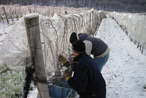 icewine_0830_7.jpg