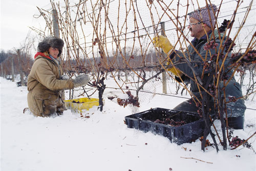 icewine_0830_8.jpg