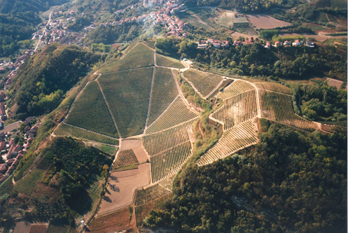 Blange-vineyard.jpg