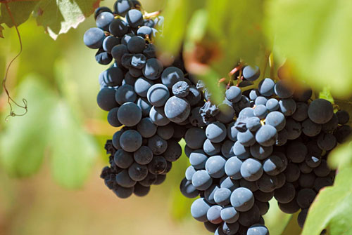 Rioja_0112_2.jpg