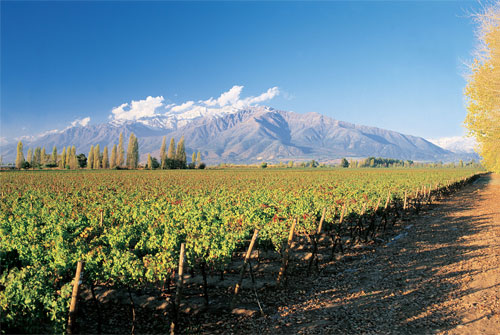 Malbec_0411_1.jpg