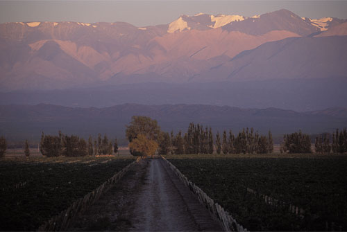 Malbec_0411_2.jpg