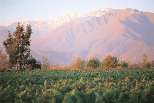 Malbec_0411_8.jpg