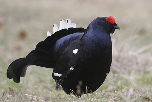 Black_Grouse_0922_1.jpg