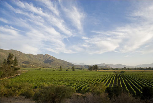 chile-wine_1027_1.jpg