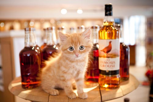 Famous-cat_0911_1.jpg
