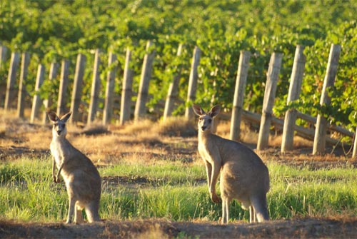 Australia_1023_1.jpg