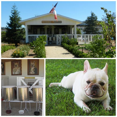 Frenchie_1025_2.jpg