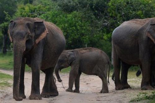elephants_1228_1.jpg