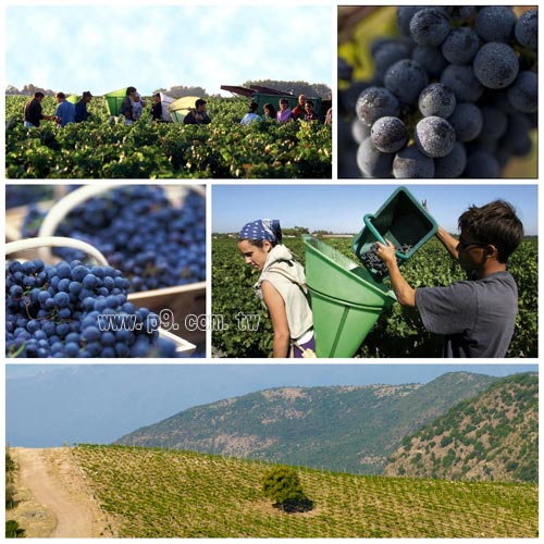 Colchagua_0130_1.jpg