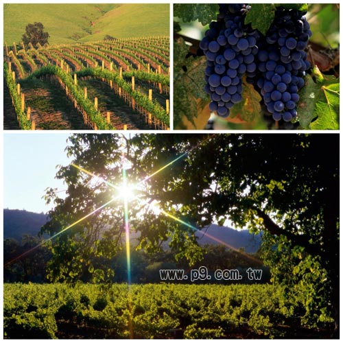 Napa_0109_2.jpg