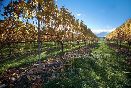 New-Zealand_0314_1.jpg