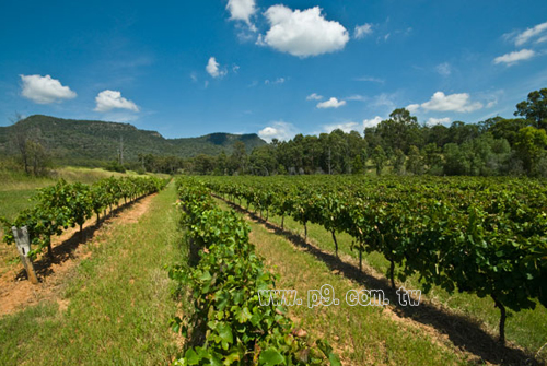 Australia-Hunter_0722_1.jpg