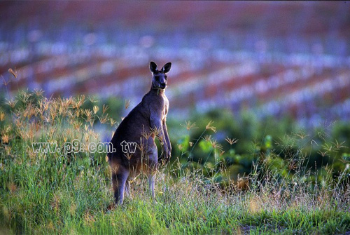 Yalumba_0828_1.jpg