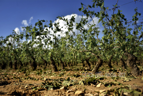 burgundy_0805.jpg