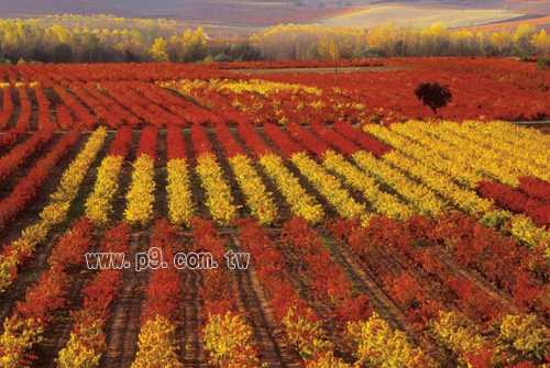 Rioja_1224_1.jpg