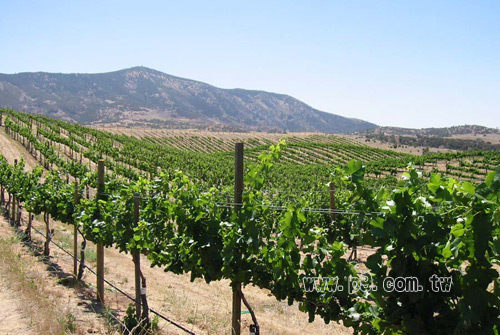Chalone-Vineyard_0710_1.jpg