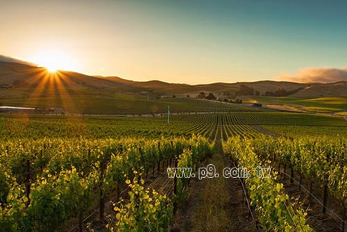 Dossier-Zinfandel_0121_1.jpg