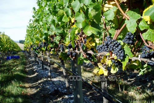 Louis-Latour_0106_1.jpg