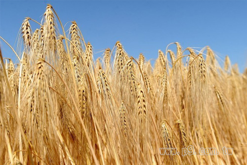 BARLEY_20150112_1.jpg