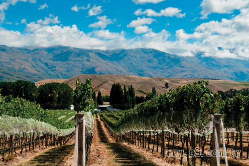 NZ-WINE-EXPORTS_20150319_1.jpg