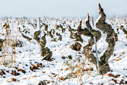 Old-Vine_0726_1.jpg