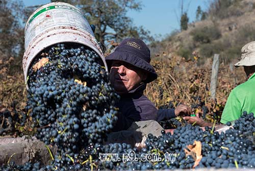 0131_wine_1.jpg