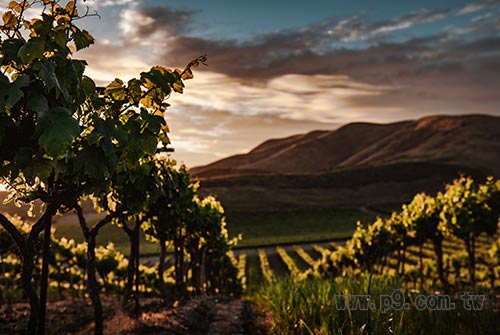 0221_vine_1.jpg