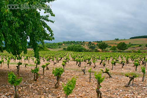 1005_wine_1.jpg