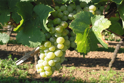 Riesling_0819.gif