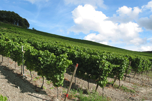 Riesling_0819_2.gif