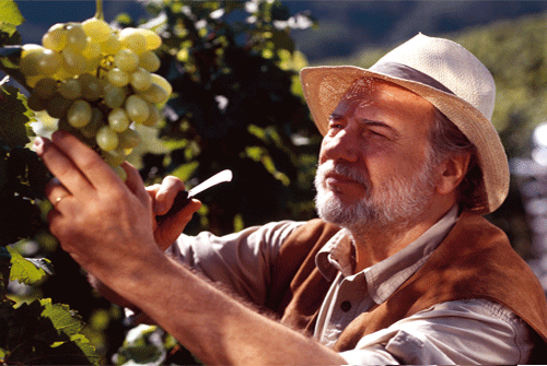 Riesling_0819_3.gif